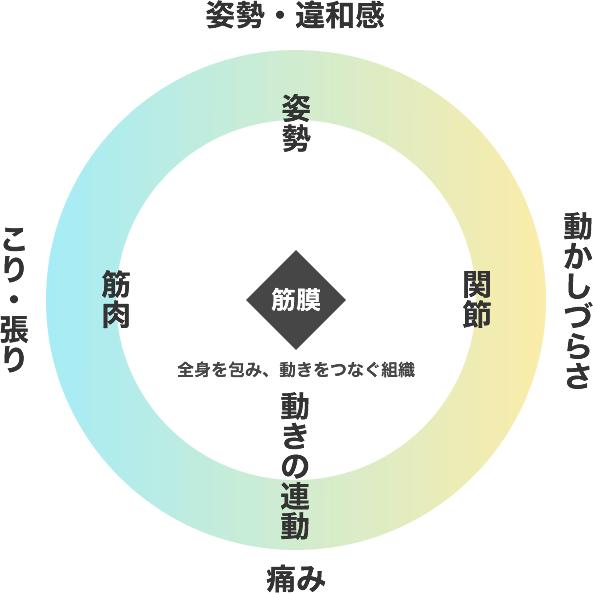 筋膜が全身を連続的につなぐイメージ図